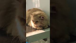 Cat bathing #cat #catgrooming #hyderabad #telangana #cats #hyderabadpets #petcareprovider #catstory