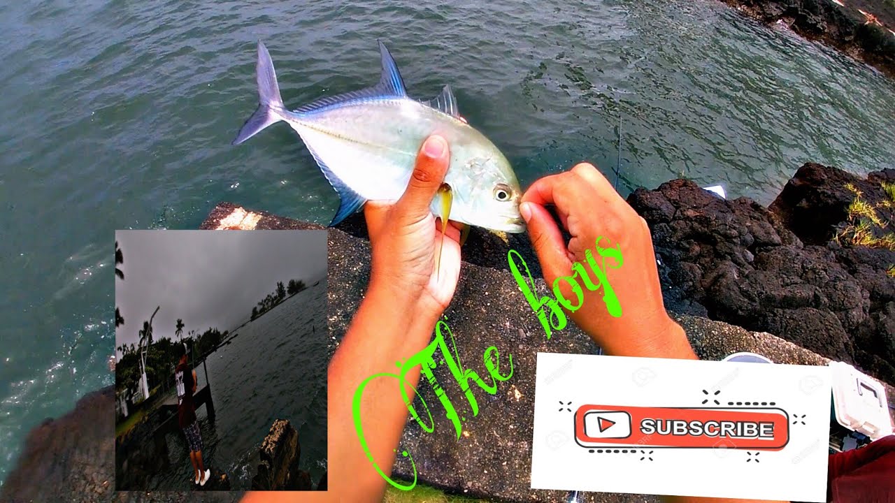 OAMA/WEKE. LIVE BAIT.Catch big JACKS/fishing IN hawaii /papio omilu