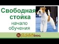 Как поставить собаку в стойку? свободная стойка -  Как начинать обучение - уроки хендлинга