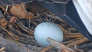 FOBBV CAM🦅Jackie Lays First EGG Of 2024 !🥚❤️️Shadow Delivers A Congratulatory Stick🥢2024-01-25