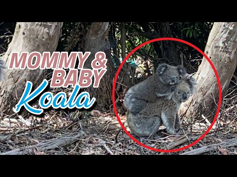Mother Koala carrying baby koala on her back | Episode 4 | #shorts