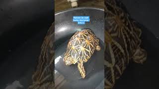 #kachua #viralvideo #pets #trending #viral #cute
