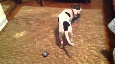 Squid rings the bell