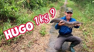 Câu cá lóc rừng U Minh, Kéo huro 1kg9 ngày mưa bão ( tập 37)