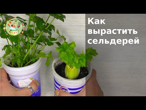 Как сушить сельдерей листовой в домашних условиях