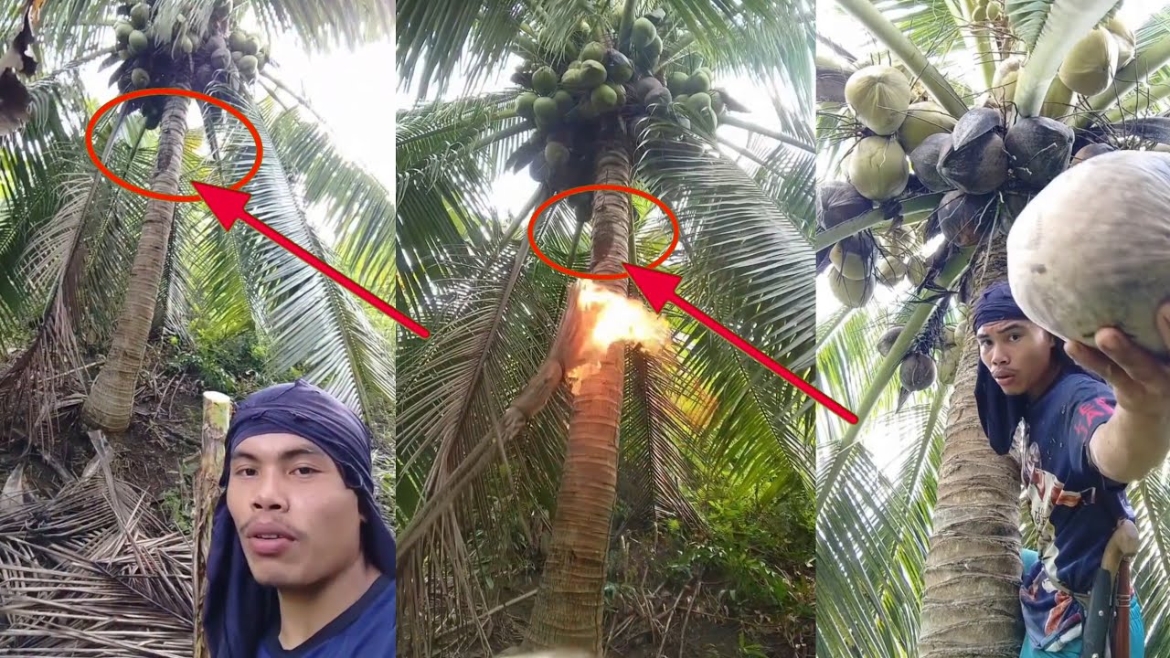 Lampinig napod dol🐝🔥🌴🥥