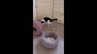 Ballymoney Percy Pussycat Practices His Football Skills by Tom McClean Positive Belfast 213 views 12 days ago 1 minute, 40 seconds