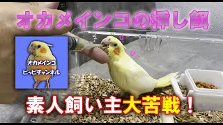 【挿し餌チャレンジ！】オカメインコの素人飼い主の全力投球！