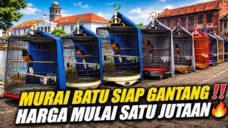 JAKARTA GEGER‼️ MURAI BATU SIAP GANTANG HARGANYA CUMA MULAI 1 JUTAAN 🔥