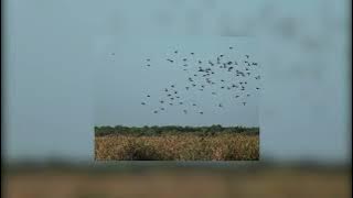 arrival of the birds (1 hr)