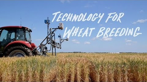 Technology For Wheat Breeding - James Walter