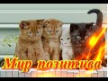 Мир позитива.Кошки.Котята. Создай себе хорошее настроение