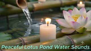 Peaceful Lotus Pond Water Sounds Relax Meditate Find Inner Peace