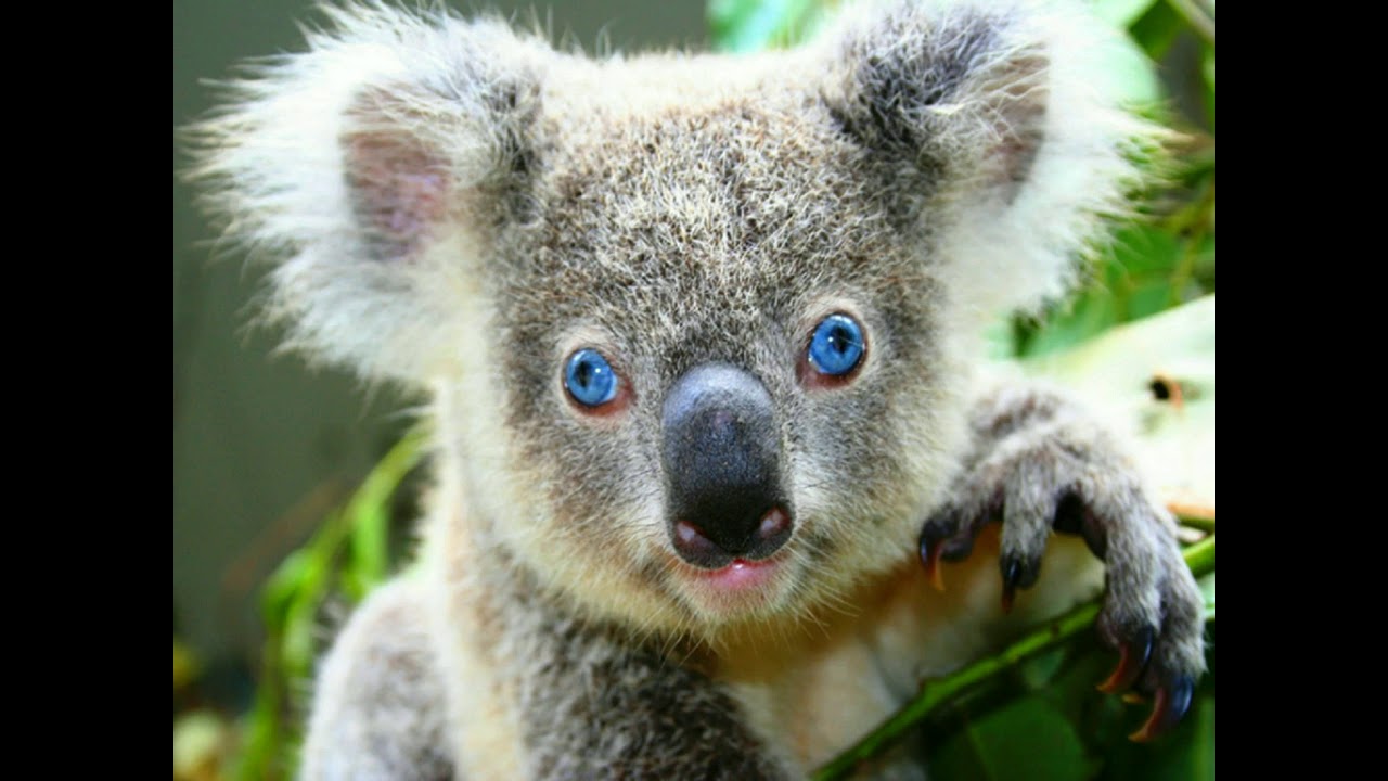 Животные. Млекопитающие. Часть 1 - YouTube