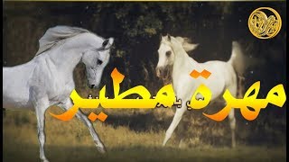 شيلة العبي يامهرة مطير || كلمات عبدالله رافع || اداء طلال سريان