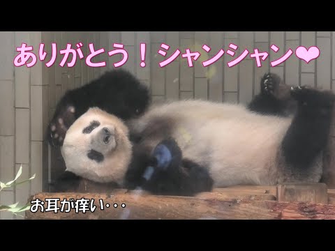 2/11ありがとうシャンシャン！最後は豪快なヘソ天でした！giantpanda @tokyo 上野動物園