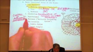 Nervous System Review by professor fink