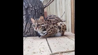 Leopard cat exploring her enclosure