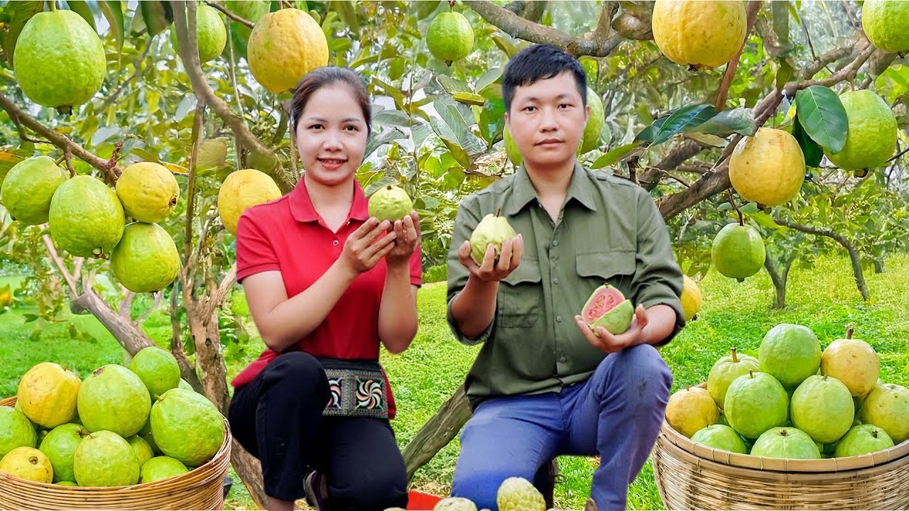 Harvesting Organic Seedless Guava Fruit On Hill Goes To Market Sell, Farm Work with Husband
