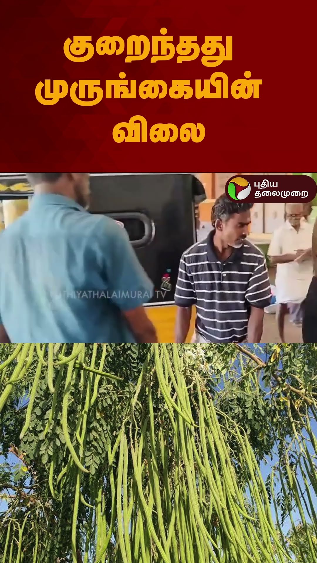 குறைந்தது முருங்கையின் விலை | #shorts | #moringa | #theni