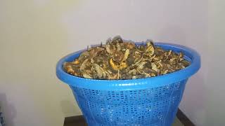 Fresh Dry Snails For Sale