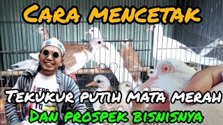 PROSPEK BUDIDAYA TEKUKUR PUTIH MATA MERAH #dhepawiro #pawirodoro #ternakburung