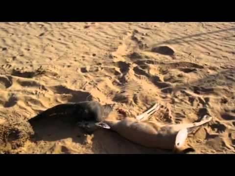 الطير والمقناص ومخاوا نشاما