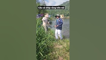 Câu cá chép vàng trên núi #shorts #fishing #namgardenvlog