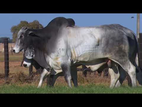 LOTE 32 | 41º MEGA LEILÃO ANUAL CARPA - TOUROS