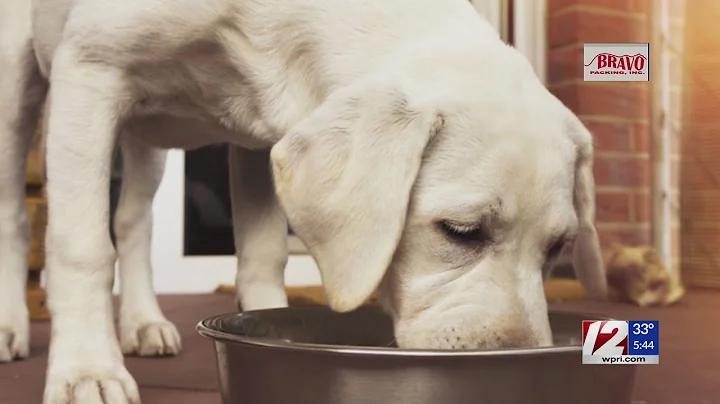 Frozen dog food recalled over possible salmonella, listeria contamination