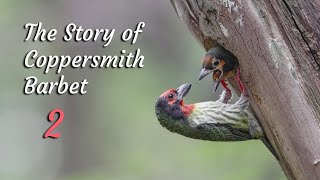 Sarang Takur Ungkut Diganggu Burger - Coppersmith Barbet - Sony a1   200-600mm