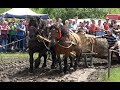 Concurs cu cai de tractiune ,  proba de dublu -  Gilau, Cluj ,16 Iunie 2018