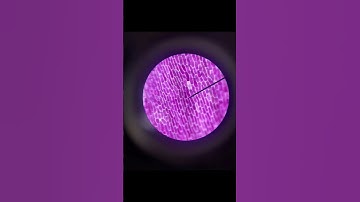 Amazing world under a microscope (plant cells)