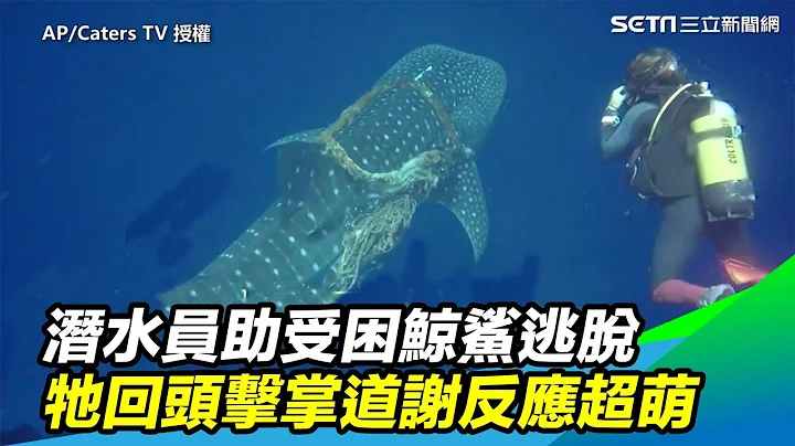 潜水员助受困鲸鲨逃脱　牠回头击掌道谢反应超萌｜三立新闻网SETN.com - 天天要闻