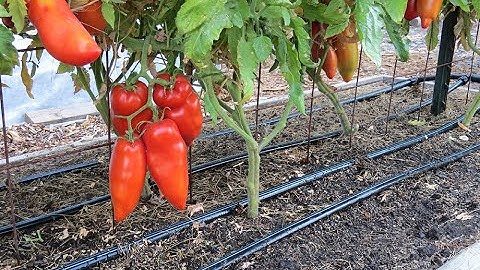 Drip Irrigation Basics (2024) #24