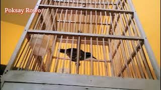 poksay rowo super gacor cor