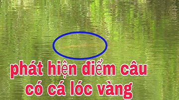 CÂU CÁ LÓC GẶP CÁ LÓC VÀNG | quốc toản fishing | snakehead fishing