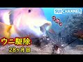 【ウニ駆除】終わらないウニ駆除とウニパーティーに沸く魚たち