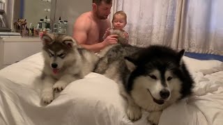 Waking Up With Malamutes And A Baby! This Is Our Morning Routine! (Cutest Fluffs!)