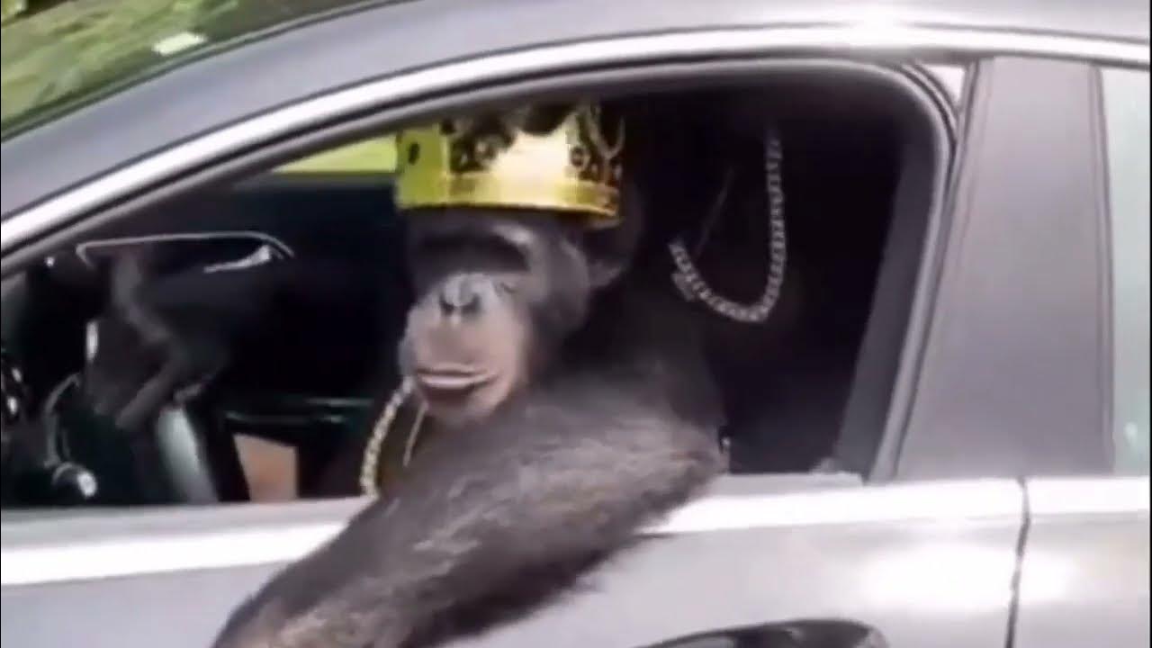 life-could-be-dream-monke-youtube