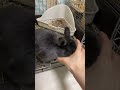 うさぎの食欲がすごいけどかわいい