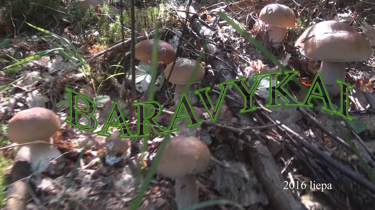 Baravykai 44 siaubas 2016 liepa, kažkas ne taip....