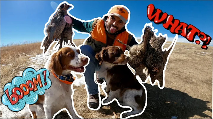 BEST PHEASANT HUNTING OF MY LIFE in Colorado… PHEASANTS EVERYWHERE! 😱🔥 (Rocky Mountain Roosters)
