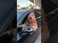 My dog honks the horn at me when he gets impatient! #goldendoodle #dogdad #funnydogs
