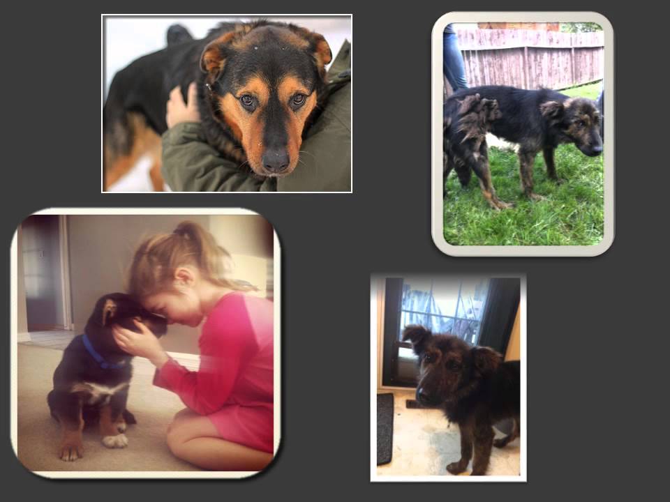 Duke And Duchess Animal Rescue YouTube