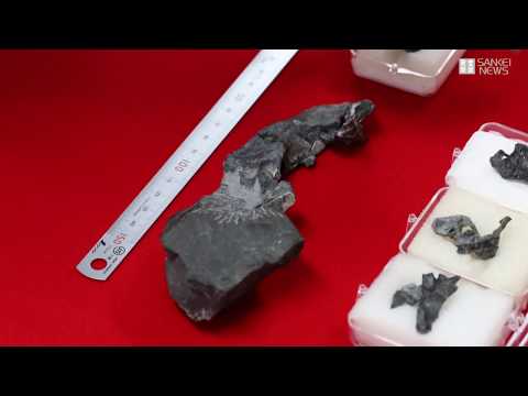 兵庫・篠山で角竜の頭骨の化石みつかる