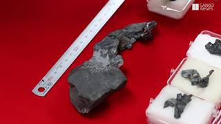 兵庫・篠山で角竜の頭骨の化石みつかる