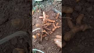 today i harvest lots of turmeric