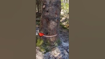 MUST WATCH TREE FELLING LOGGING BEST TIMBER FALLING VIDEO STIHL HUSQVARNA LUMBERJACK