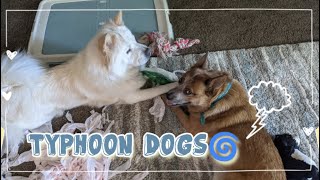 Typhoon Dogs  Chow chow & Australian cattle dog!